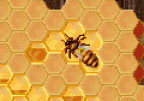Honey Sweeper