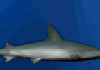 Lost Shark